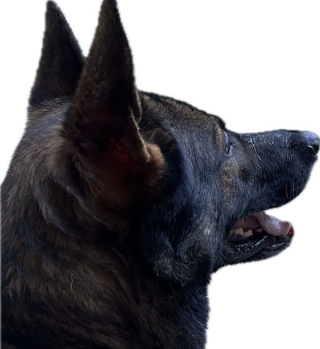 IGP-training mit Schäferhund bei Spitzhirn Hundetraining in Nürnberg Schäferhund arbeitet konzentriert im Alltagstraining bei Spitzhirn Hundetraining in Nürnberg; ruhige, klare Anleitung durch die Trainerin