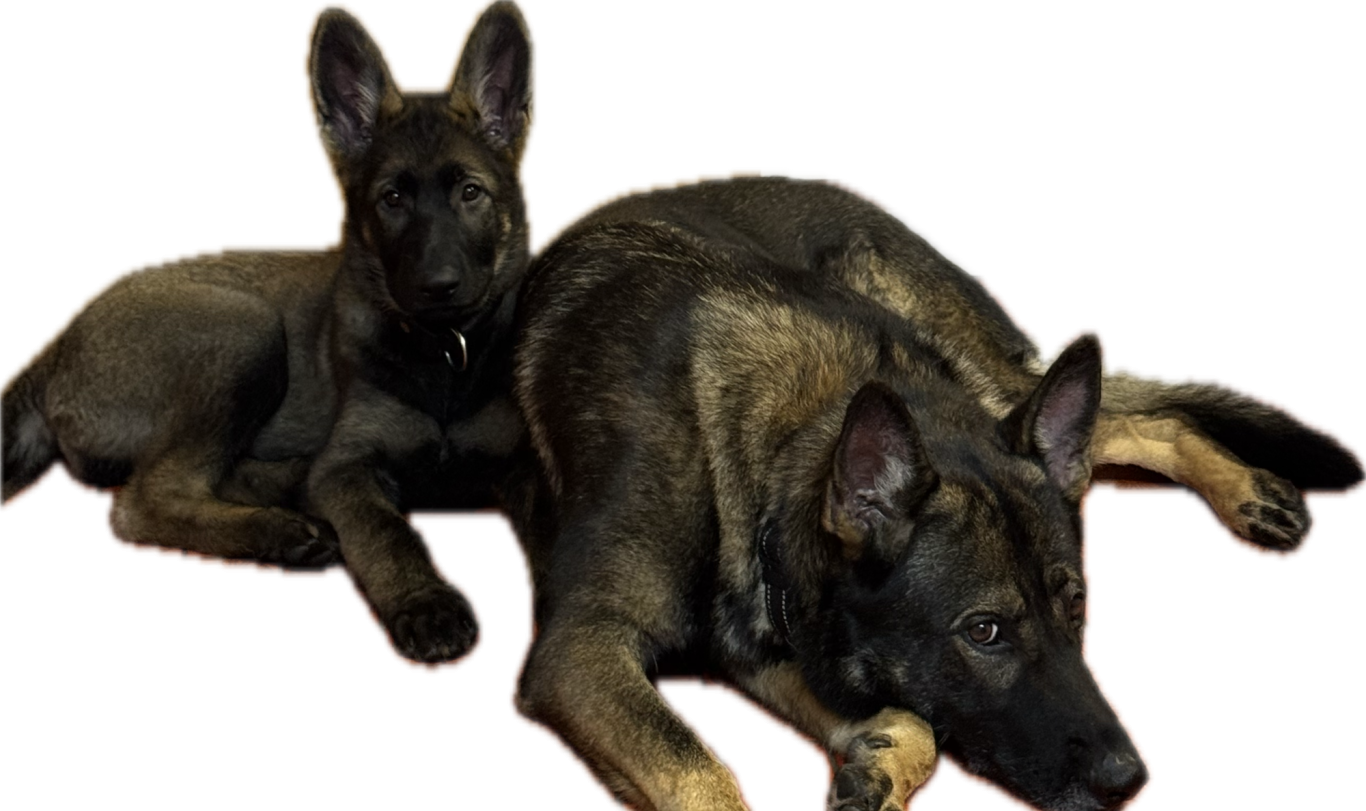 Hundebetreuung bei Spitzhirn Hundetraining in Nürnberg Professionelle Hundebetreuung bei Spitzhirn Hundetraining in Nürnberg; ruhige und sichere Begleitung des Hundes.