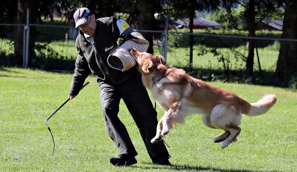 Schutzdienstseminar bei Spitzhirn Hundetraining in Nürnberg Kontrolliertes Schutzdiensttraining im Seminar bei Spitzhirn Hundetraining in Nürnberg; Hund arbeitet fokussiert unter ruhiger Anleitung